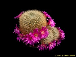 Sulcorebutia mentosa v. swobodae HS27a 1225